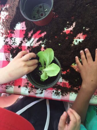 juin-planter des salades